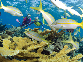 Дайвинг на Багамах