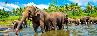 Туры в Шри-Ланку