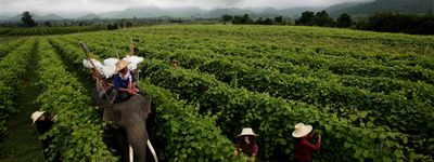 Туры в Таиланд.винодельня тайланд, виноградник хуа хин