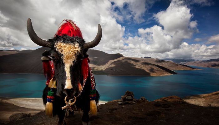 поездка в Тибет