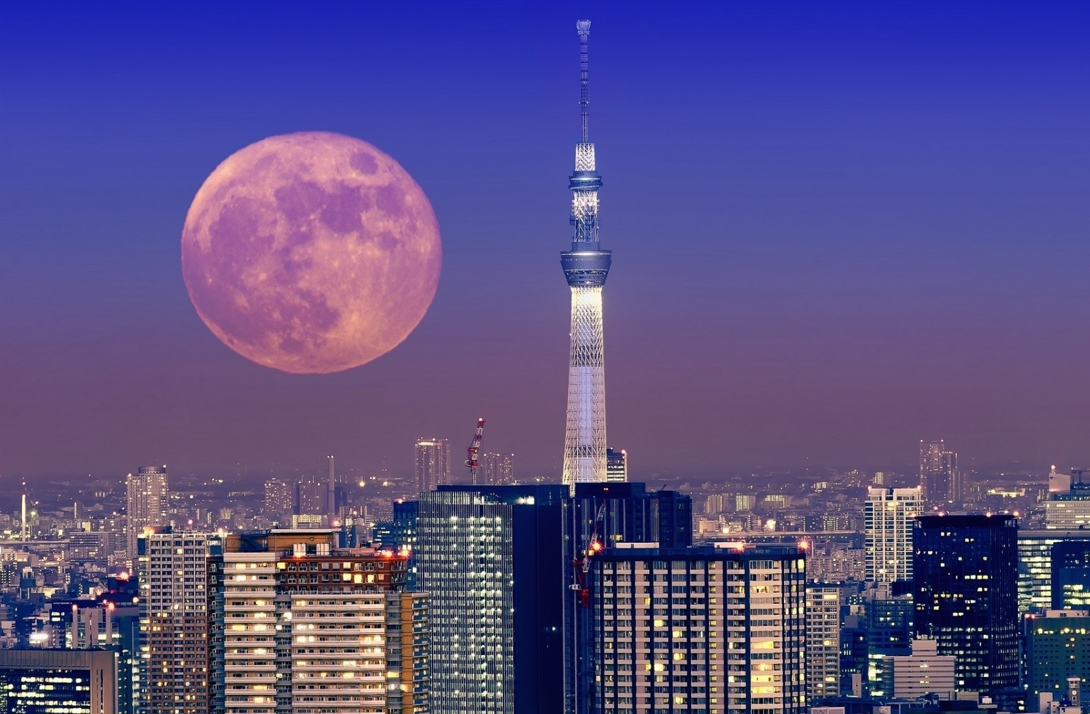 тур на Сакуру в Токио